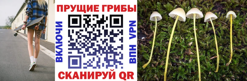 Псилоцибиновые грибы прущие грибы Щучье